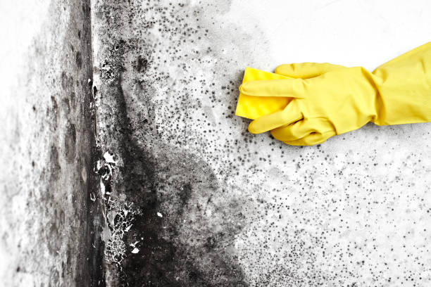 Best Environmental Consulting for Mold Prevention  in Darien, GA